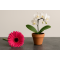¿Flores o plantas? Qué regalar según la ocasión"