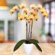 Orquidea Phalaenopsis Amarilla de 2 Varas